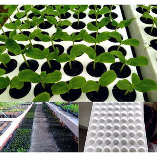 Khay ươm mốp xốp, Khai ươm hạt, khai ươm hạt giống, ươm cây con