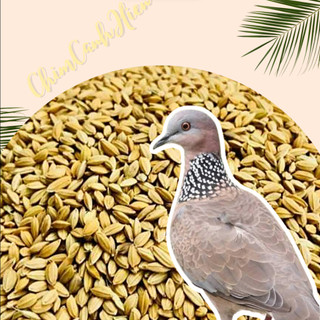 1KG Lúa tiêu cho chim cu gáy ,gà kiểng, gà đá chất lượng cao