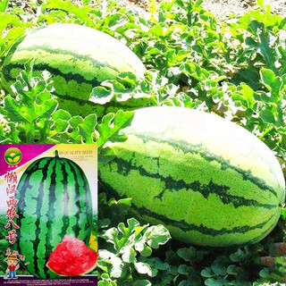Hạt giống dưa hấu ruột đỏ siêu ngọt Đài Loan