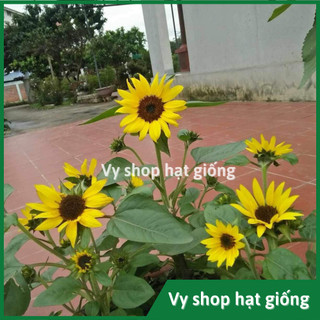 Hạt giống hoa hướng dương lùn nhiều bông nguyên gói 100 hạt
