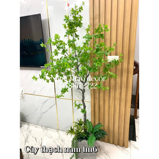Cây thạch nam cao su 1m6, cây hoa giả trang trí Đồ trang trí Decor Decor Phòng Trang Trí Nhà