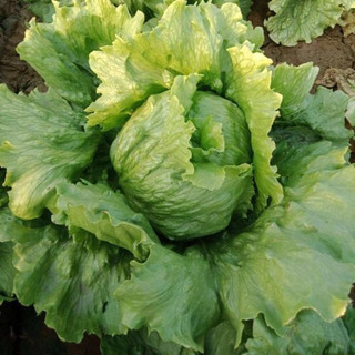 Hạt giống Xà lách cuộn Iceberg siêu giòn ngọt, chịu nhiệt
