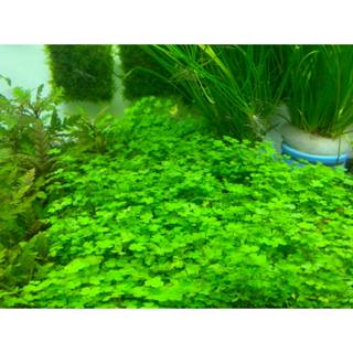  Cây thủy sinh trải nền Rau má Hương dễ trồng và chăm sóc 