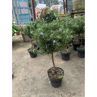 Hương thảo - hương thảo thân tree - hương thảo dáng thoát thân cây trên 3 năm tuổi