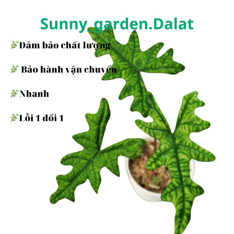 Chậu cứng Alocasia Jacklyn