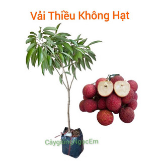 Cây giống vải thiều không hạt, hạt lép dễ trồng , nhanh quả