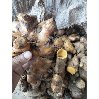 Ngải sậy vàng củ già mọc lâu năm 1kg
