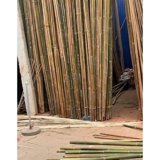 Tre trúc, cây tầm vông decor trang trí đóng trần tường thẳng đk3cm dài1m
