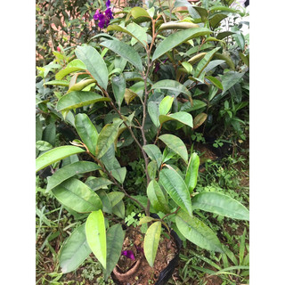 giống cây vú sữa mica tím (cao 55-60cm)