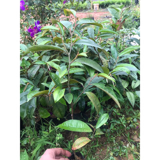giống cây vú sữa mica tím (cao 55-60cm)