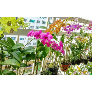PHÂN BÓN ĐẠM CÁ HỒI - SIÊU ĐẬM ĐẶC.