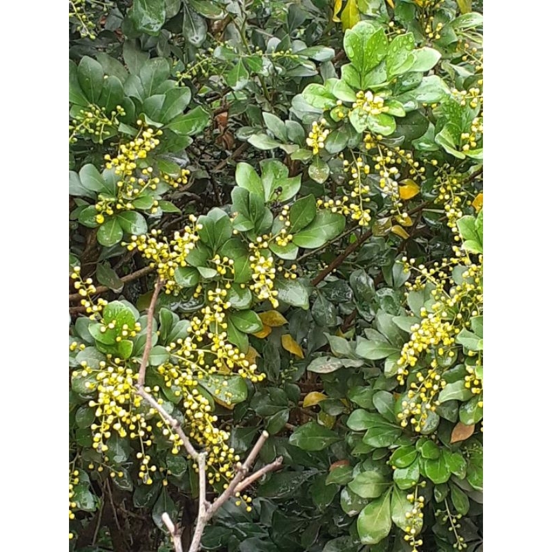 Cây ngâu giống