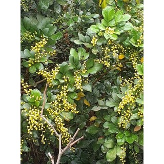 Cây ngâu giống