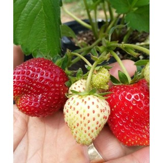 Combo 11 cây mô vỉ dâu 🍓 nhật oshi