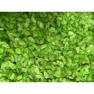 cốm nấu  chè làm chả cốm rất thơm