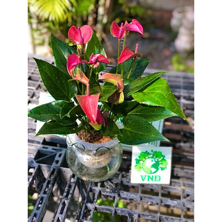 Chậu thuỷ tinh cây hồng môn hoa màu hồng tặng kèm đá trang trí