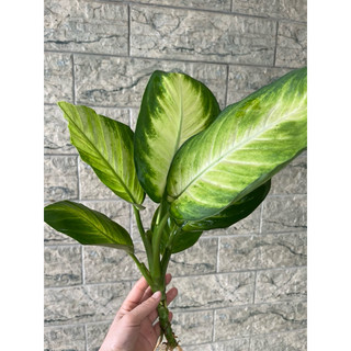 CÂY VẠN NIÊN THANH THUỶ SINH