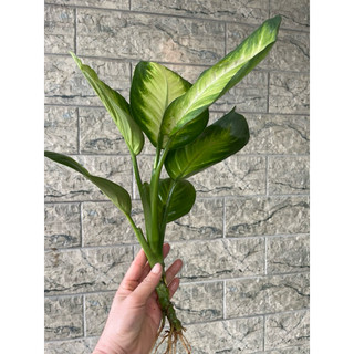 CÂY VẠN NIÊN THANH THUỶ SINH