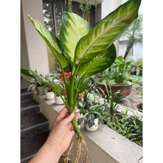 CÂY VẠN NIÊN THANH THUỶ SINH