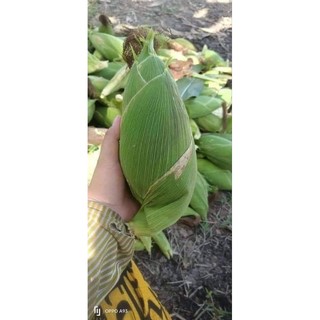 Hạt giống ngô nếp nù sữa