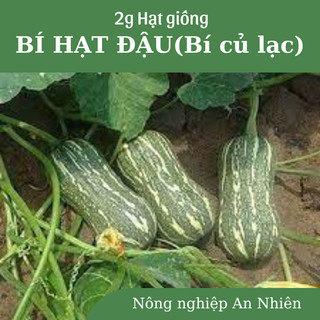 2g hạt giống bí đỏ hạt đậu an301 - bí mật - bí ngô - bí củ lạc