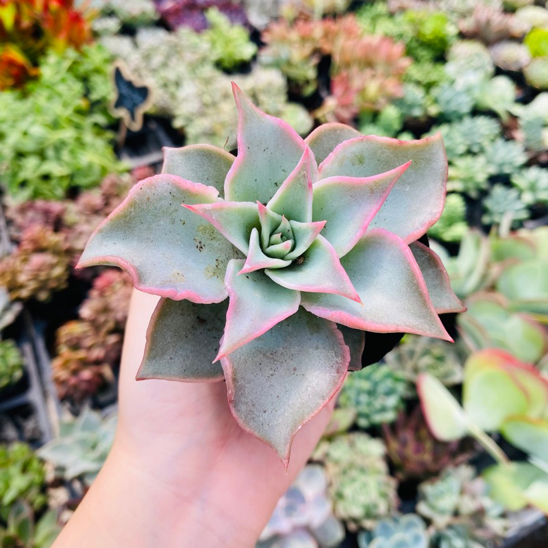 Sen đá Madiba size bầu 6-8cm