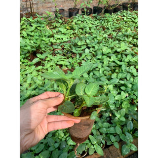 Combo 10 cây xá xị