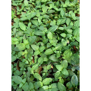 Combo 10 cây xá xị (rau quế vị)