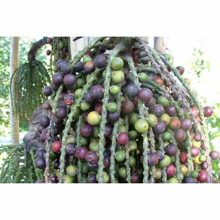 trái đủng đỉnh- quả móc Tươi 1kg
