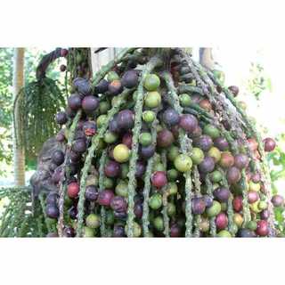 Trái đủng đỉnh- quả móc Tươi 1kg