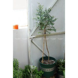 Cây Khuynh Diệp - Đô La Bạc Sưu Tầm Trang Trí Đẹp Và Thơm Jun Garden