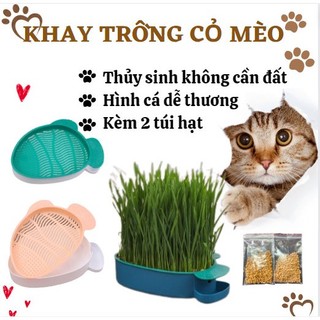 Khay trồng cỏ mèo hình cá + 40g hạt giống