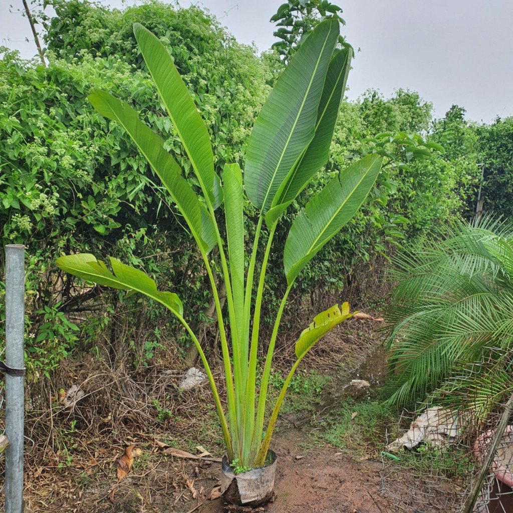 Chuối rẻ quạt - Hàng cao 2m