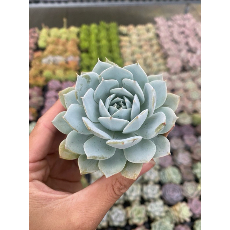 Sen đá Ngọc Trinh size bầu 5cm Hư 1 đổi 1