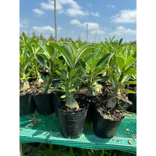 Cây Sứ thái gieo hạt (gửi cây như hình1)