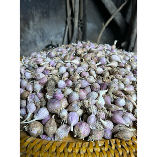 Tỏi Cô Đơn Yên Châu - 500g