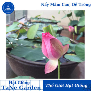 15h hạt giống sen ta mix - tane garden