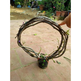 Hoa tử Đằng ( cuộn giống như hình )