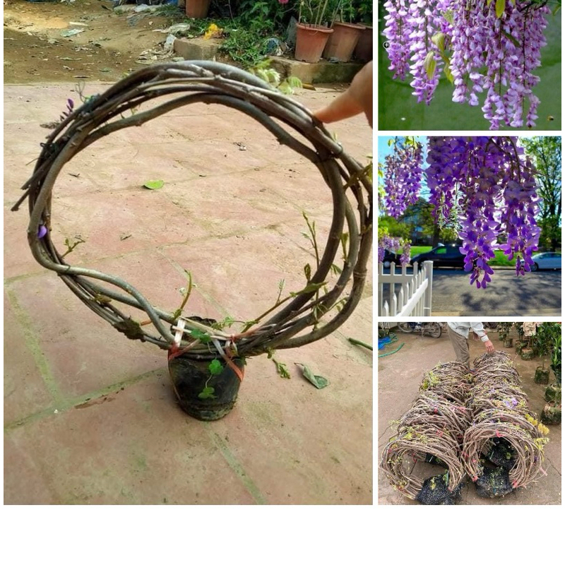 Hoa tử Đằng ( cuộn giống như hình )