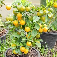 Cây giống quất chua-cây tắc- cây đang hoa
