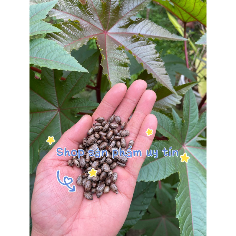 Thầu dầu tía(đu đủ tía)