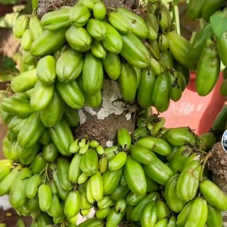 Khế Tàu Ngâm Đường Phèn hủ 2kg