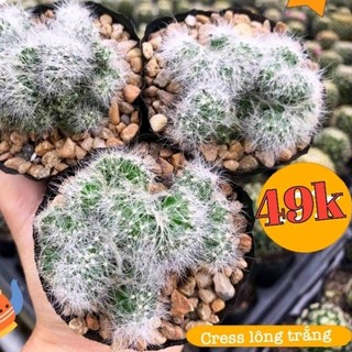 Xương Rồng Mami cress lông trắng