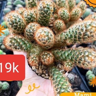 Xương rồng trực trụ thiên gai đỏ bầu 7cm