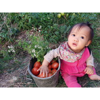 Hạt giống cà chua hữu cơ