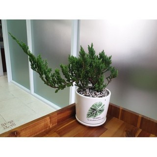 Cây tùng xà bonsai - cây thủy tùng - ngọa tùng siêu đẹp