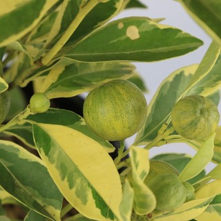 Tắc Hoàng Kim| Centennia Variagated Kumquat
