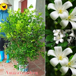 Nguyệt quế bụi cao 1.6 đến 1.8m ,tàn ngang >1m nguyệt quế bông chùm lá xoắn. cây nguyệt quế xùm