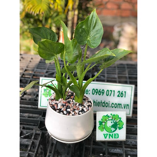 Chậu sứ cây Môn Tai Phật để bàn