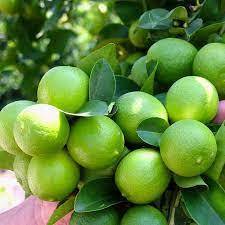 Giống cây chanh ta ít hạt